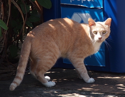 [A light tan colored domestic house cat with white paws, a white stomach, and some stripes near the end of its tail.]
